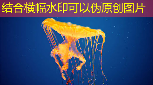 从自研芯片到软件算法 国产手机厂商挑战影像供应链“深水区” 从自研芯片到软件算法 国产手机厂商挑战影像供应链“深水区”
